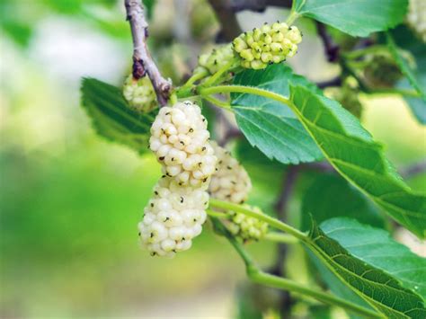 trader white mulberry tree.